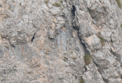 Pyrrhocorax pyrrhocorax