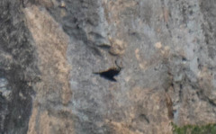 Pyrrhocorax pyrrhocorax