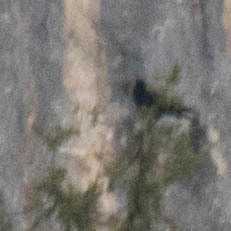 Pyrrhocorax pyrrhocorax