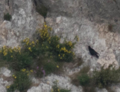 Pyrrhocorax pyrrhocorax