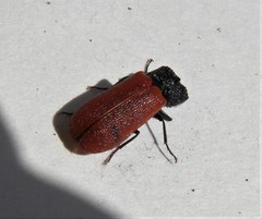 Bostrichus capucinus