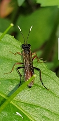 Tenthredo colon