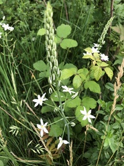 Ornithogalum pyramidale