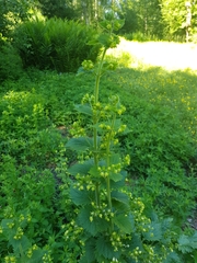 Scrophularia vernalis