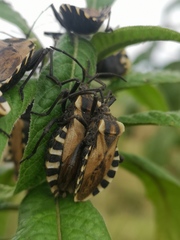 Spartocera alternata