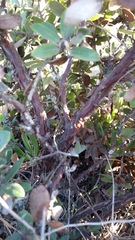 Arctostaphylos tomentosa