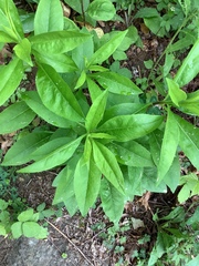 Lysimachia clethroides
