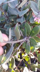 Arctostaphylos tomentosa