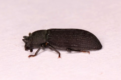 Cryphaeus taurus