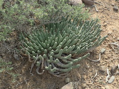 Euphorbia esculenta