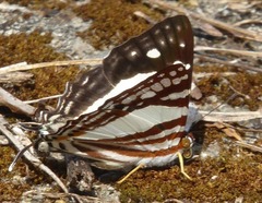 Dodona deodata