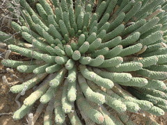 Euphorbia esculenta