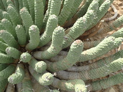 Euphorbia esculenta