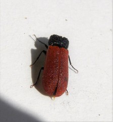 Bostrichus capucinus