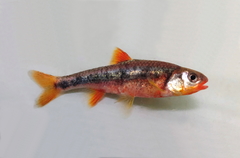 Notropis chiliticus