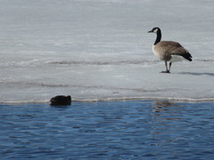 Branta canadensis