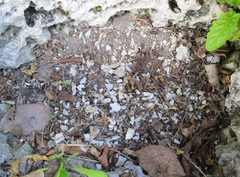 Microceramus pontificus