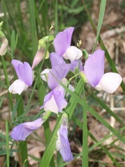 Lathyrus filiformis