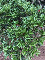 Syzygium acuminatissimum