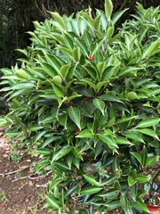 Syzygium acuminatissimum