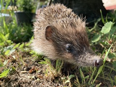 Erinaceus roumanicus