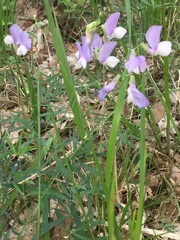 Lathyrus filiformis