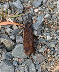 Oligostomis pardalis