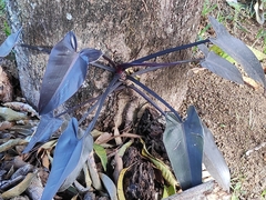 Philodendron erubescens