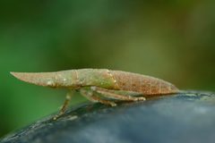 Petalocephala