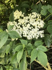 Sambucus nigra
