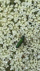 Anogcodes seladonius seladonius