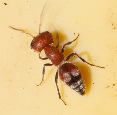 Myrmilloides grandiceps