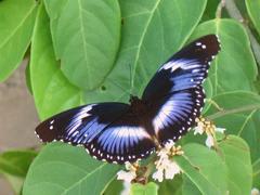 Hypolimnas salmacis salmacis