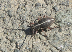 Dorcadion tauricum