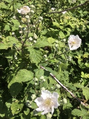 Rubus