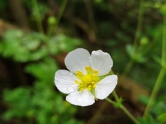 Drymocallis rupestris