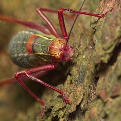 Barbitistes serricauda