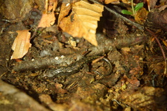 Desmognathus ocoee
