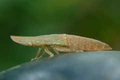 Petalocephala