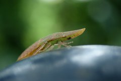Petalocephala