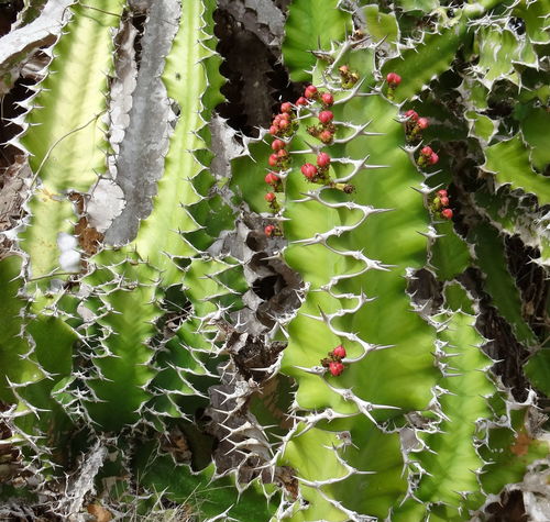 Zigzag euphorbia (Euphorbia halipedicola)
