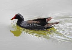 Gallinula chloropus