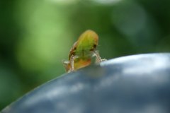 Petalocephala