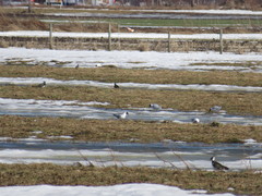 Chroicocephalus ridibundus