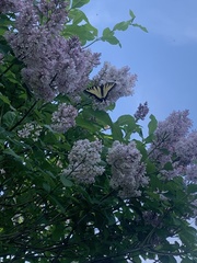Papilio canadensis × glaucus