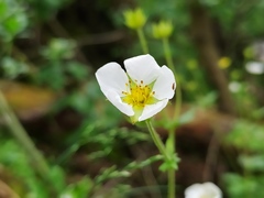 Drymocallis rupestris