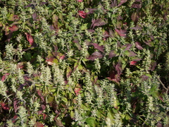 Lepidagathis cuspidata