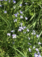 Veronica filiformis