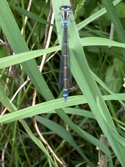 Coenagrion puella