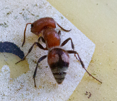 Myrmilloides grandiceps